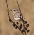 /album/photo-gallery-photogallery/northern-wheatear-at-virgen-de-la-sierra-jpg/